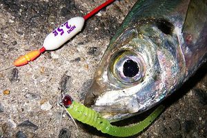 Bombarda | Sbirulino: matériel de pêche "jeune" фото