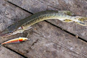 Composite wobbler FOX Live Minnow will arouse the interest of even the most passive fish
